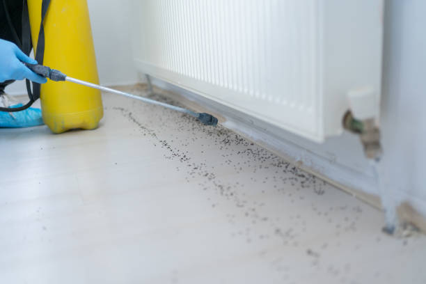 Wasp Removal Services in Pittsfield, MA
